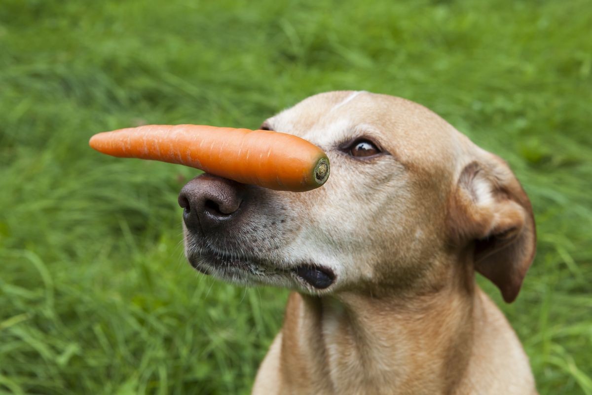 Brown dog with a carrot on its nose. Green background. 