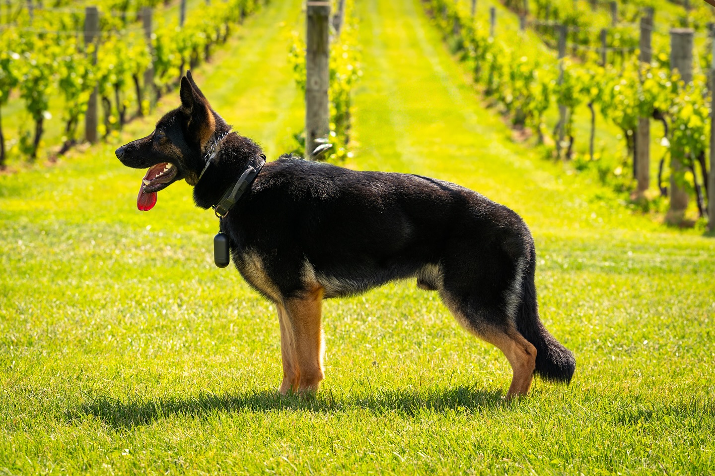 King Midas Von Mojica — foundation sire
