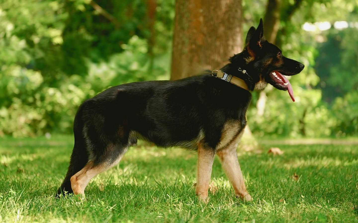Grown Wolfgang Mojica German Shepherd from Haus Von Wolfgang Mojica VA