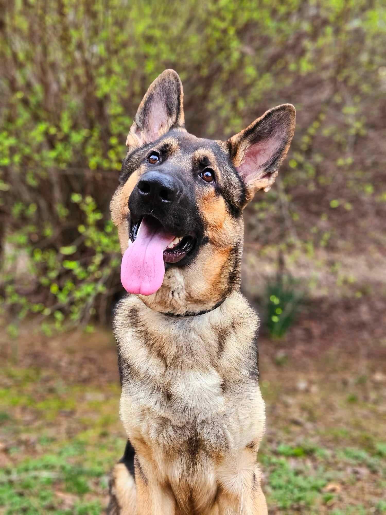 Grown Wolfgang Mojica German Shepherd from Haus Von Wolfgang Mojica VA