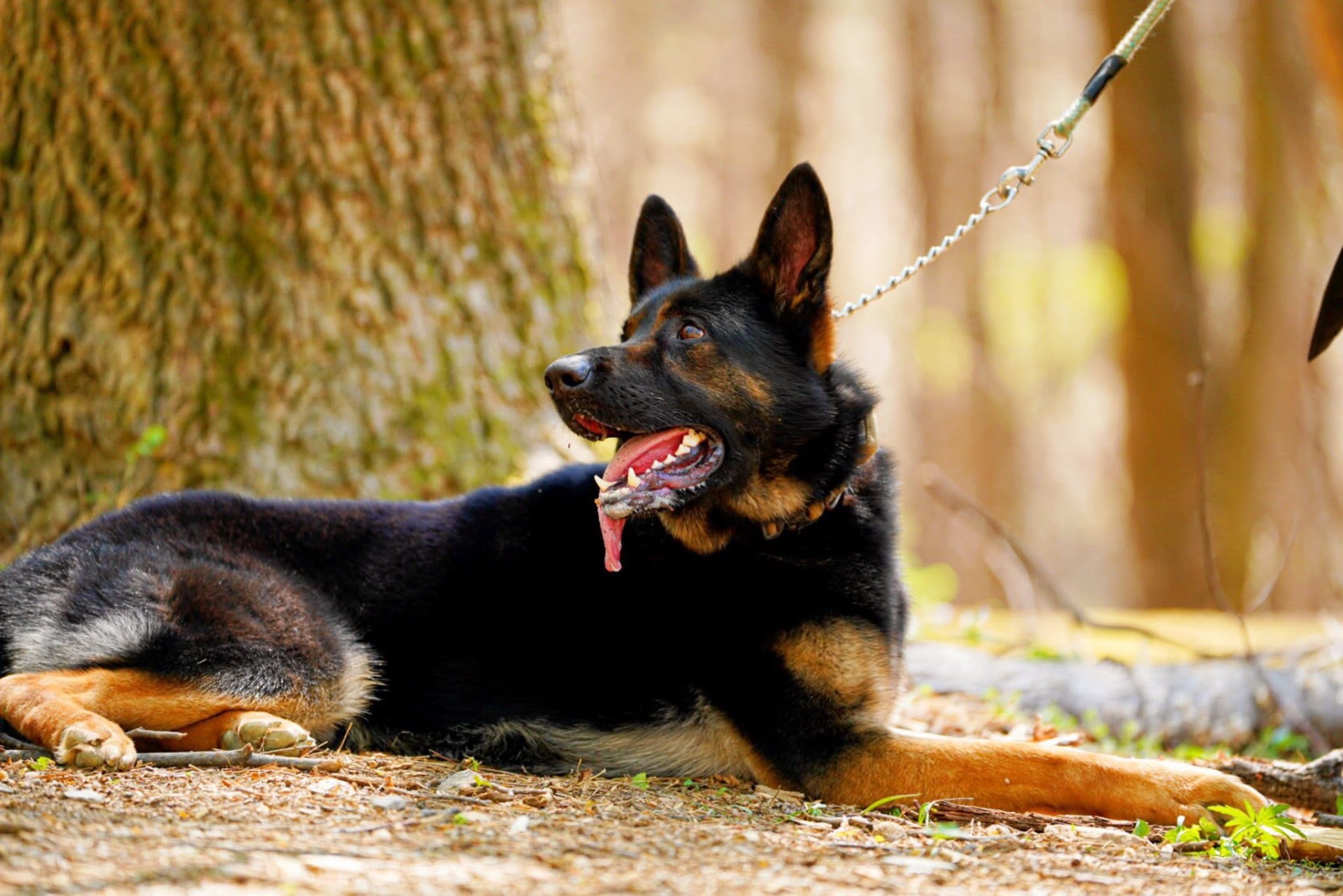 German Shepherd resting in the forest
