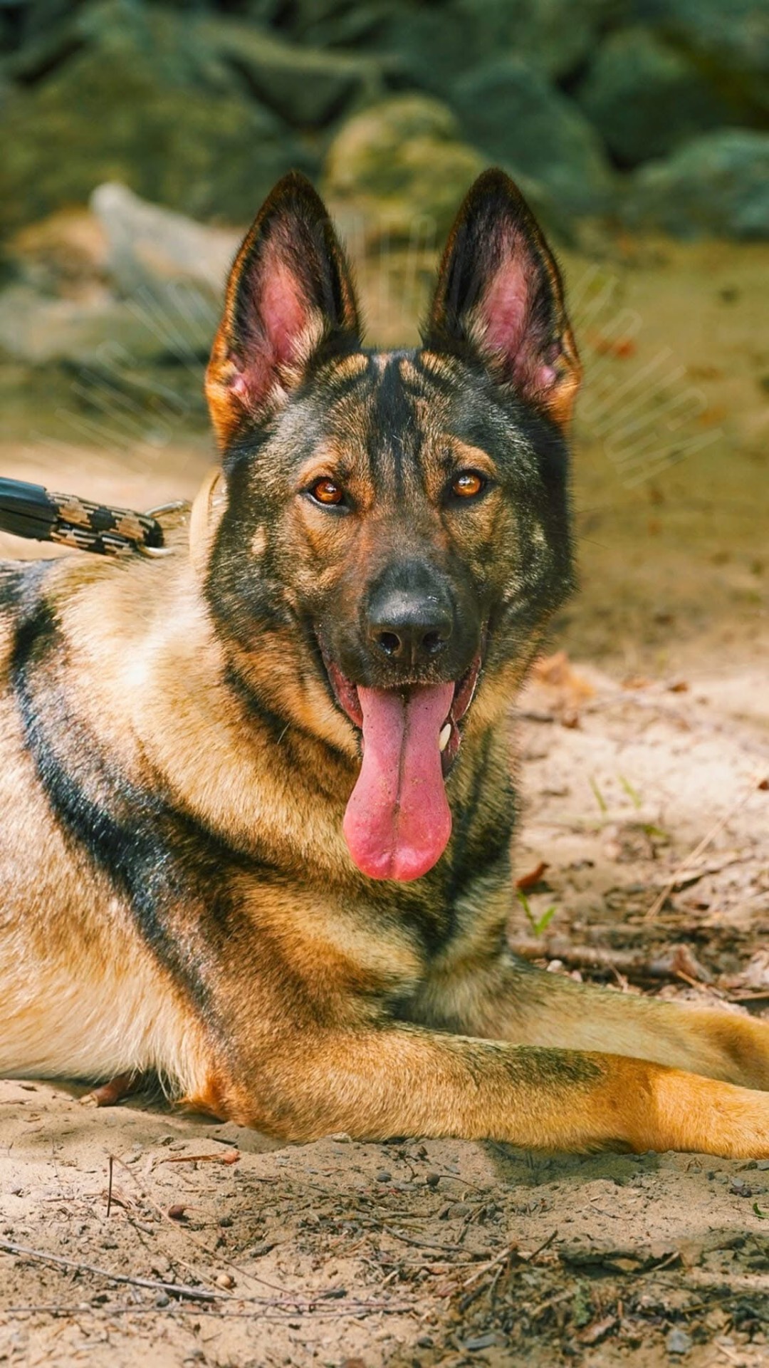 Grown Wolfgang Mojica German Shepherd from Haus Von Wolfgang Mojica VA