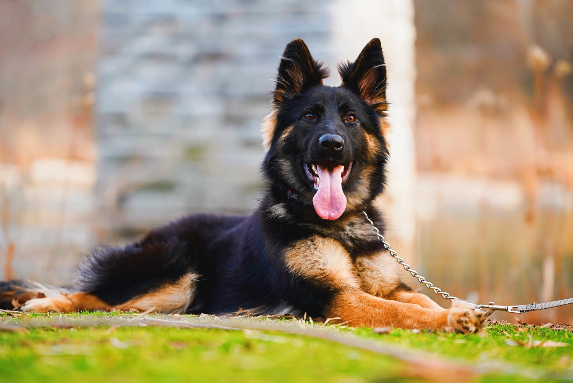 Grown Wolfgang Mojica German Shepherd from Haus Von Wolfgang Mojica VA