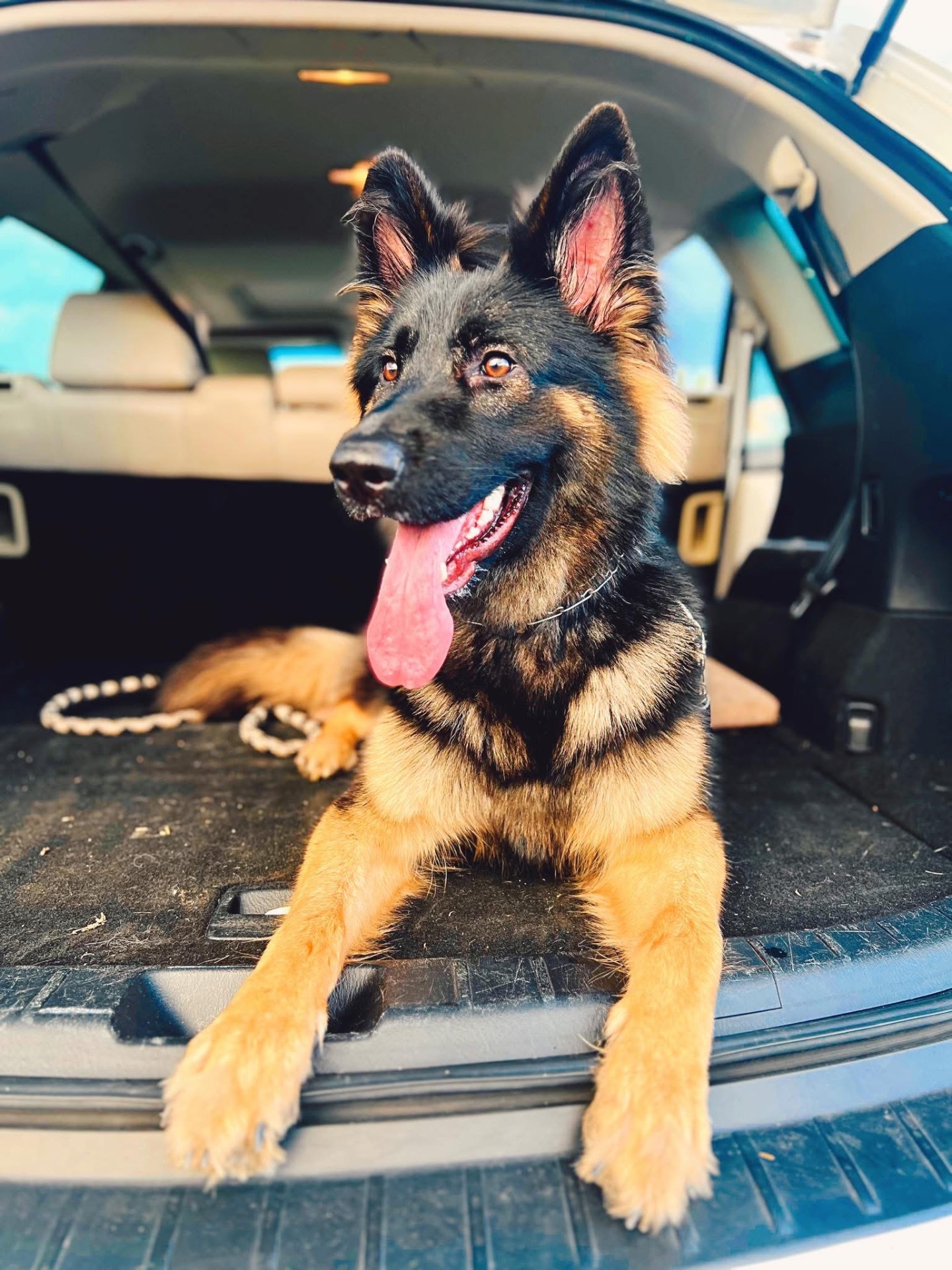 Grown Wolfgang Mojica German Shepherd from Haus Von Wolfgang Mojica VA