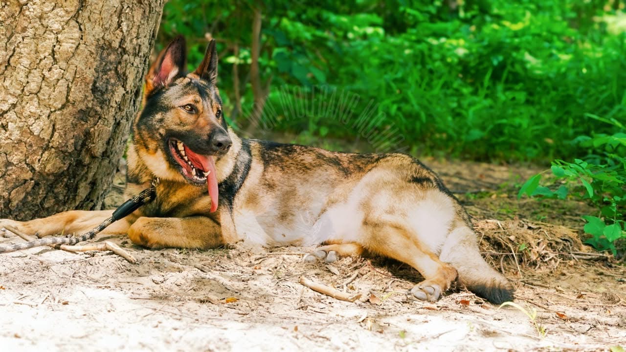 Grown Wolfgang Mojica German Shepherd from Haus Von Wolfgang Mojica VA