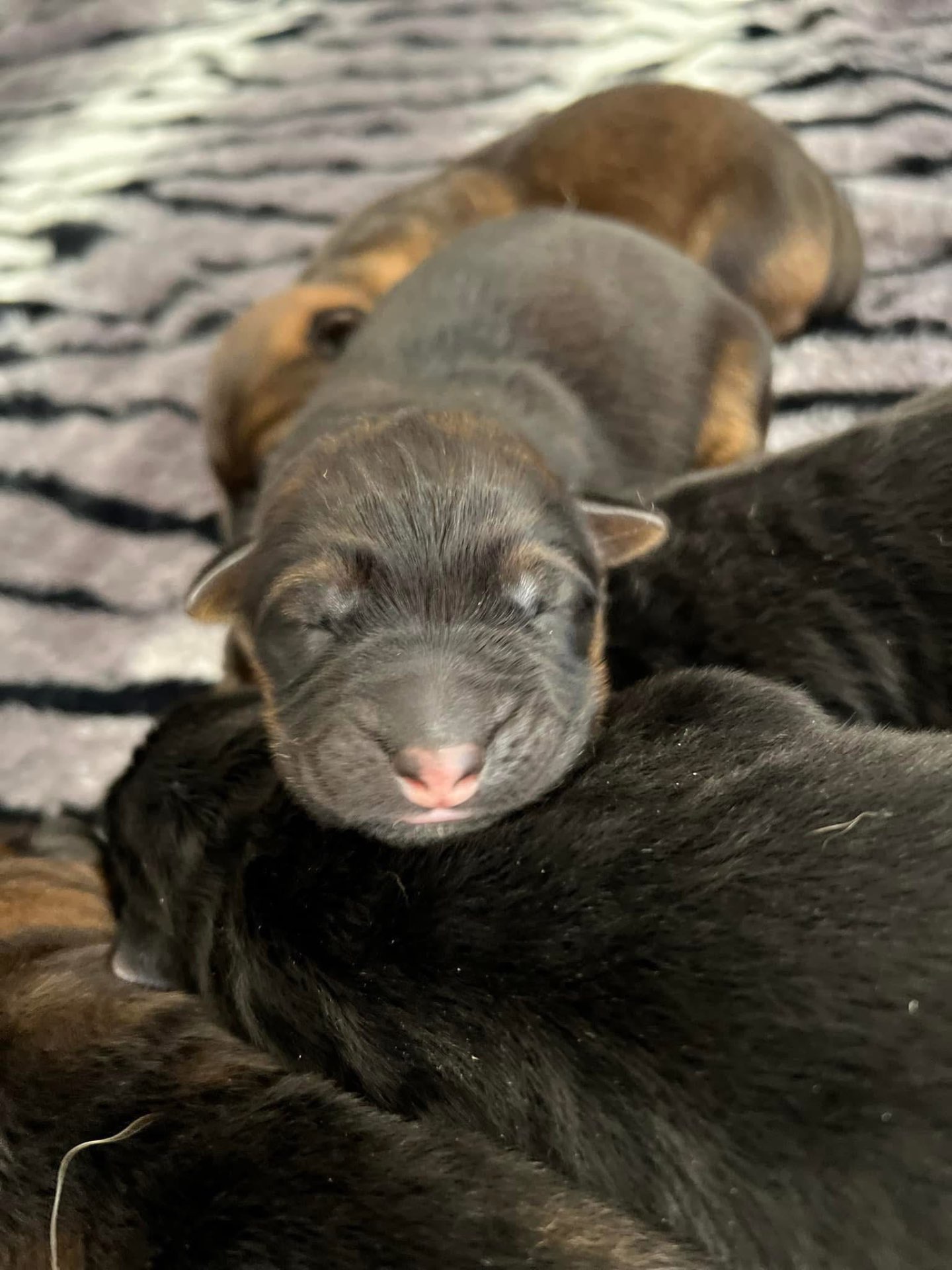 Puppies learning