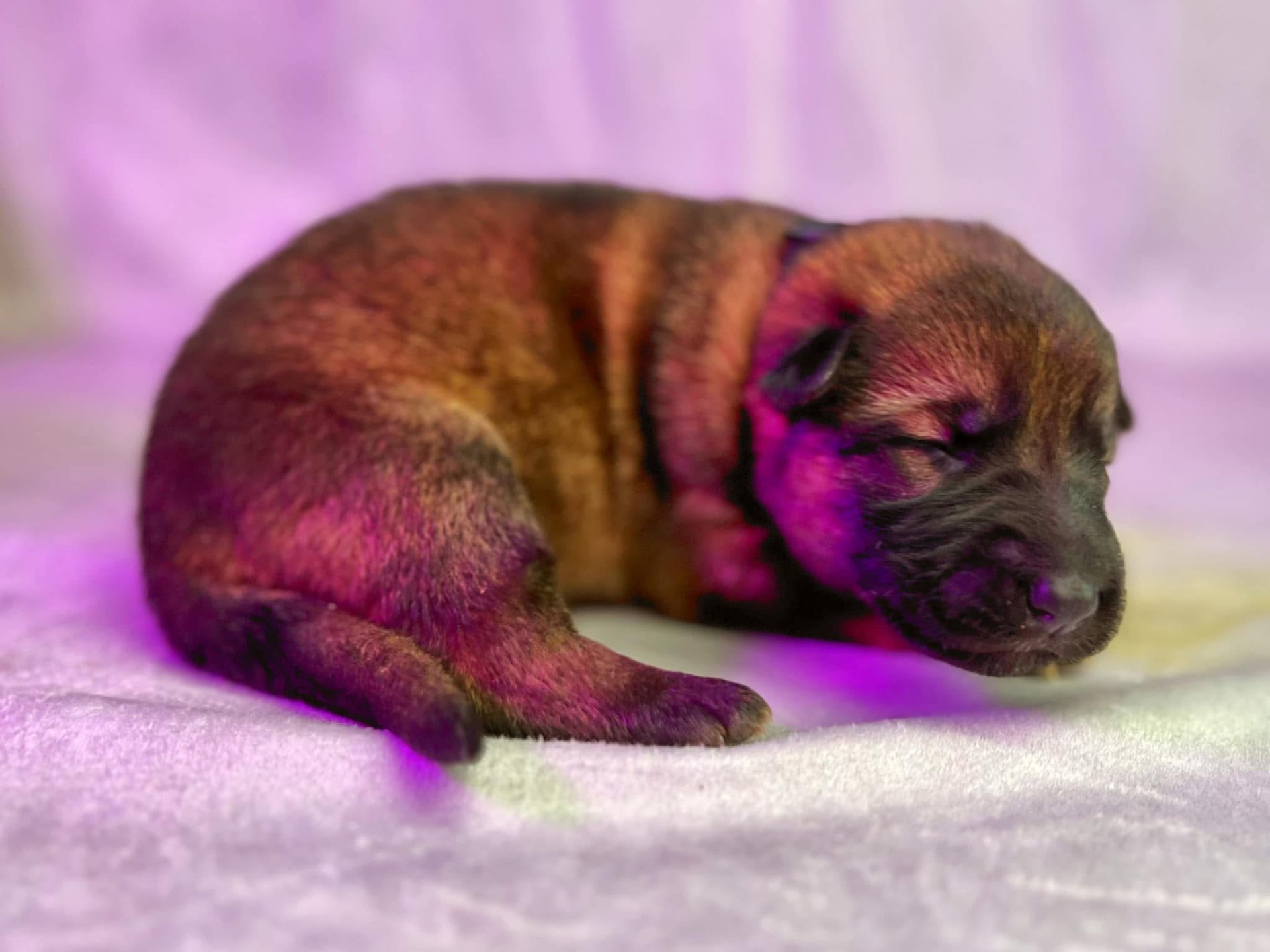 Past Wolfgang Mojica litter puppy — German Shepherd from Haus Von Wolfgang Mojica VA