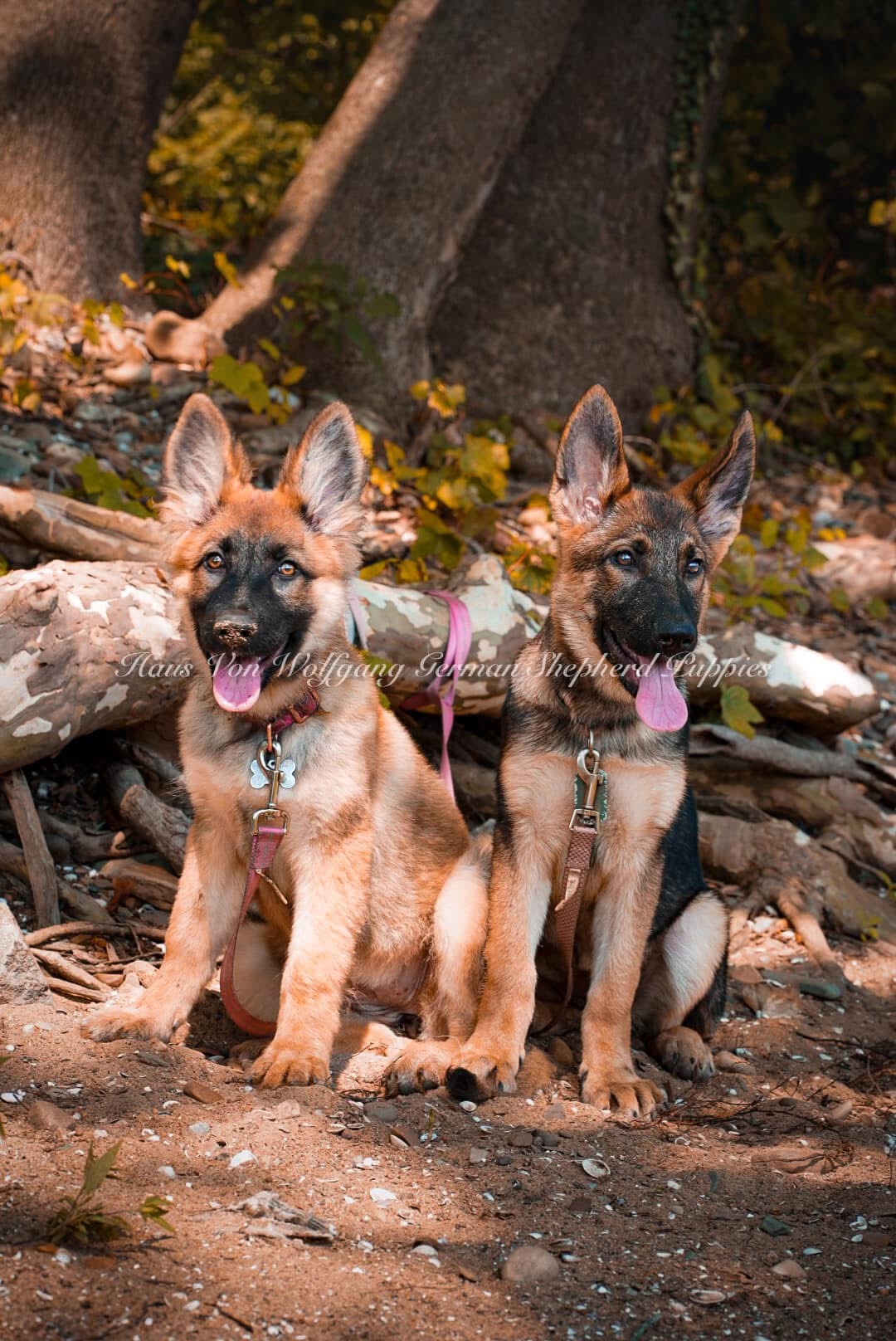 Two German Shepherds in the woods