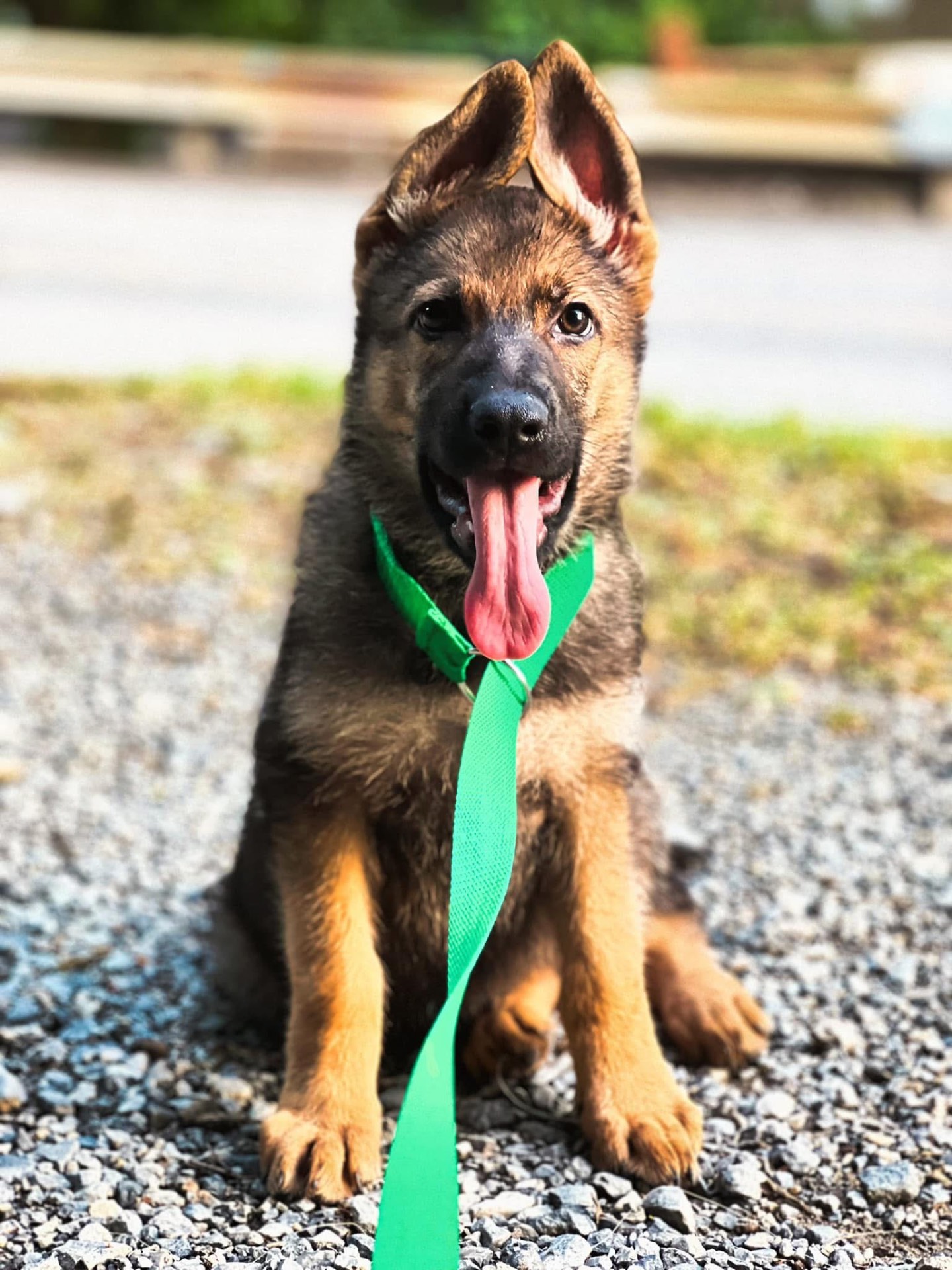 Past Wolfgang Mojica litter puppy — German Shepherd from Haus Von Wolfgang Mojica VA