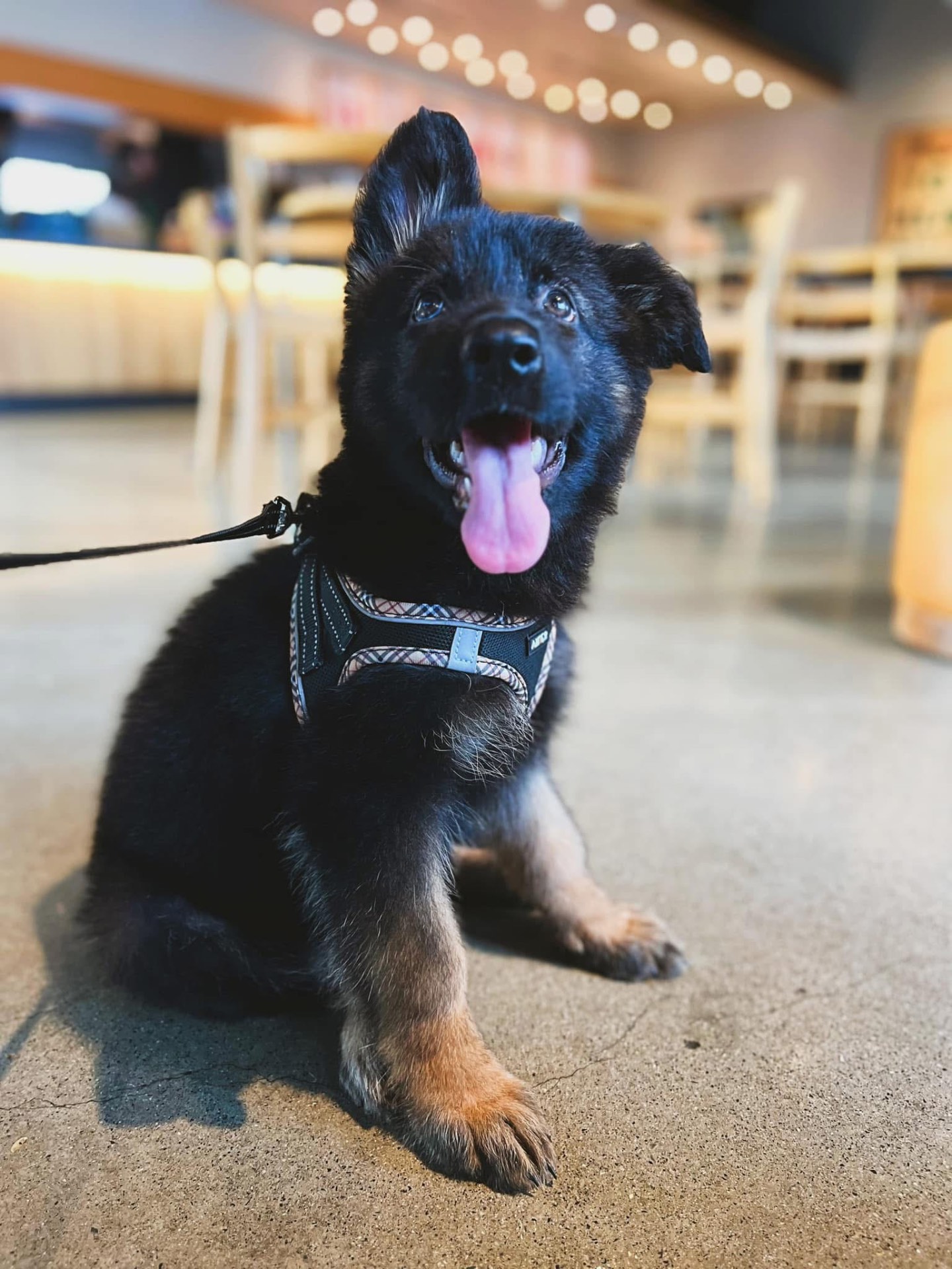 Past Wolfgang Mojica litter puppy — German Shepherd from Haus Von Wolfgang Mojica VA