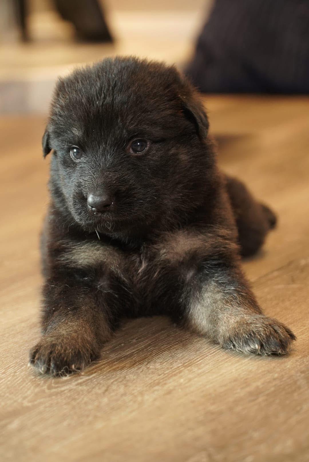 Past Wolfgang Mojica litter puppy — German Shepherd from Haus Von Wolfgang Mojica VA