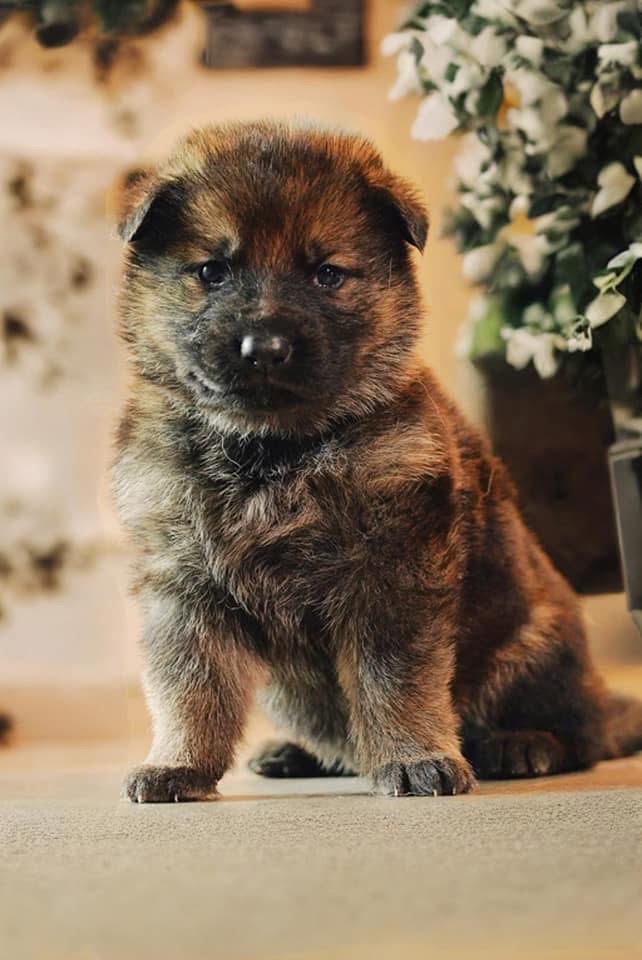 Past Wolfgang Mojica litter puppy — German Shepherd from Haus Von Wolfgang Mojica VA