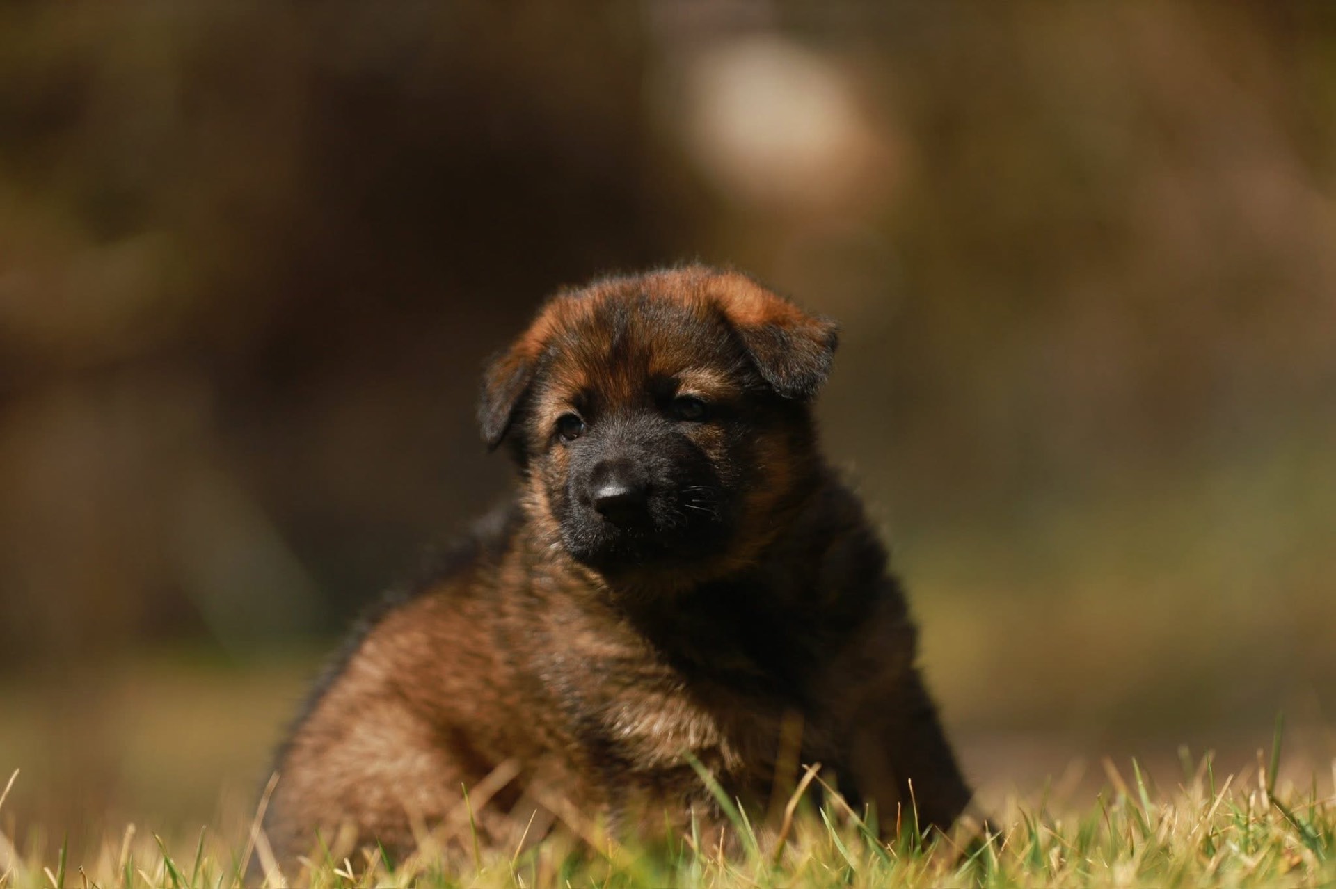 Sable German Shepherd puppy in grass